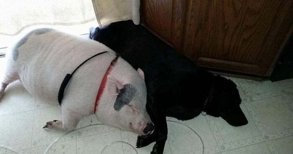 27. Они стали лучшими друзьями с первого же дня