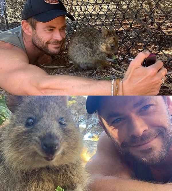 16. Chris Hemsworth ve Quokka olarak bilinen kısa kuyruklu kangurudan sevimli pozlar!