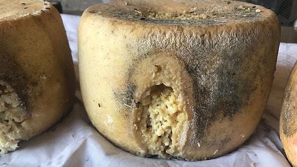 5. Restoran ve marketlerde satışı yasaklanmış olan Casu Marzu peyniri, İtalya'nın dünyaya bir armağanı!