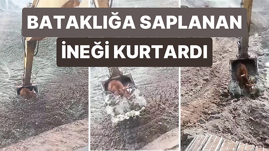 Bataklığa Saplanan Bir İneği Kepçesiyle Kurtararak Hepimizin Umutlarını Yeşerten İyi Yürekli Operatör