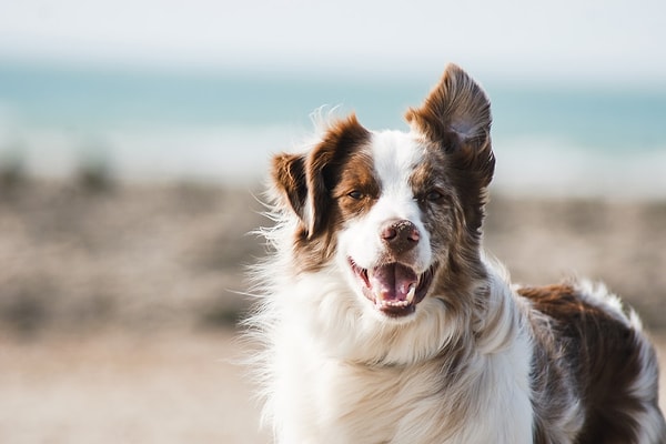 2. Köpeğinizin beden diline dikkat göstermelisiniz.