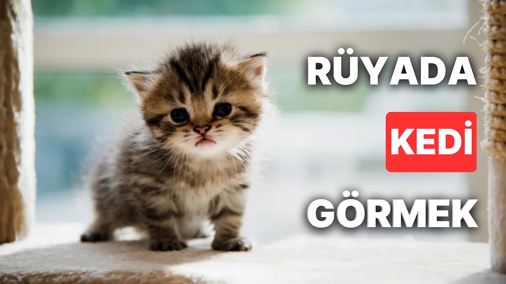 Rüyada Kedi Görmek Ne Anlama Gelir? Beyaz, Siyah ve Yavru Kediler Size Mesaj Veriyor Sezgilerinize Güvenin