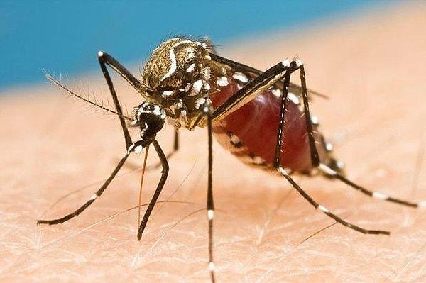 Singapur, yalnızca enfekte erkekleri doğaya bırakarak üreme havuzunu çocuk sahibi olmayacak sivrisineklerle seyreltmeye başladı.