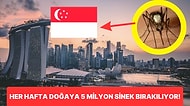 Singapur'da Her Hafta Neden 5 Milyon Sivrisinek Doğaya Bırakılıyor?