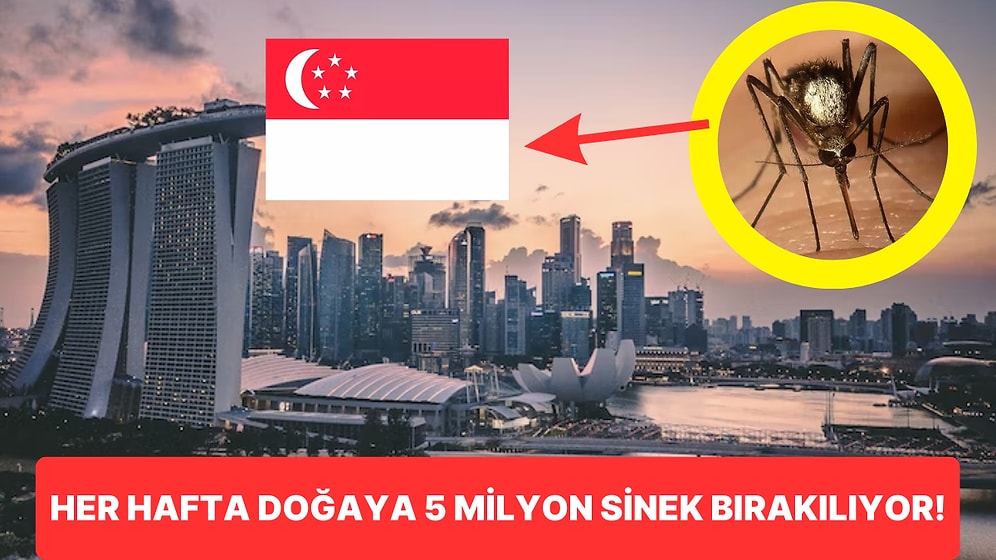 Singapur'da Her Hafta Neden 5 Milyon Sivrisinek Doğaya Bırakılıyor?