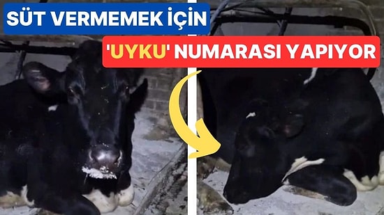 Süt Vermemek İçin 'Uyuyor' Numarası Yapan İnek Doris, Sosyal Medyanın Gündeminde