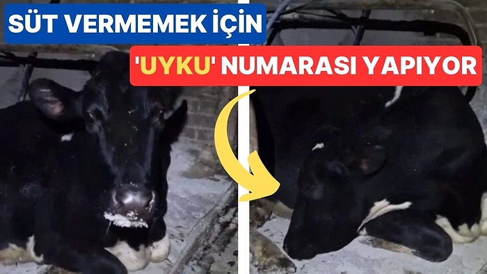 Süt Vermemek İçin 'Uyuyor' Numarası Yapan İnek Doris, Sosyal Medyanın Gündeminde