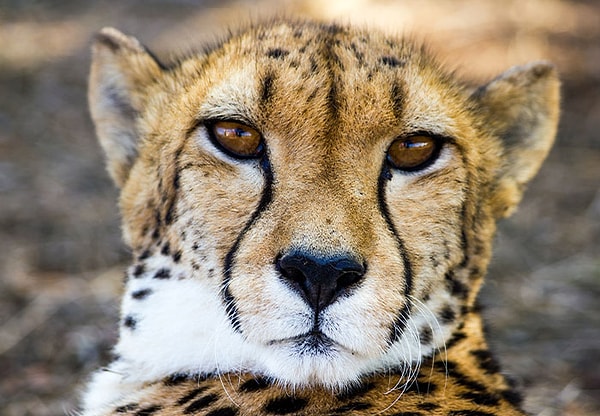 3. Гепарды не умеют рычать, но умеют мяукать, как домашние кошки