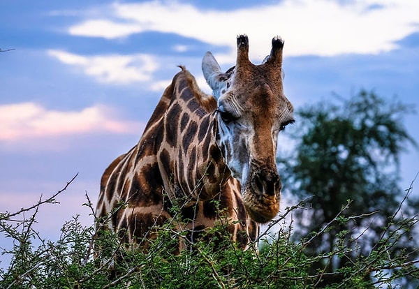 7. Жирафы едят кости