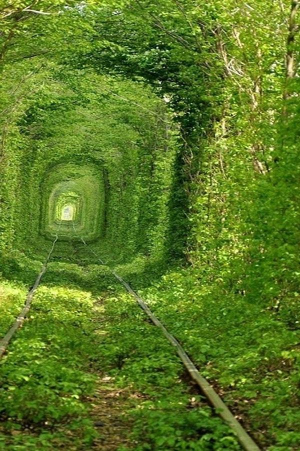 1. Ukrayna'daki ağaç tüneli sizce de baş döndürücü değil mi?