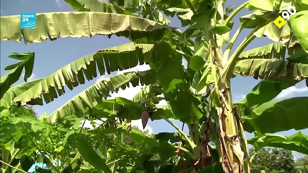 “Her adımınızda farklı bir bitkiyle karşılaşıyorsunuz. Muz, guava, papaya, tarçın elması, hepsi burada... Bu tarla, gıda çeşitliliği açısından çok zengin. Sağlıklı ve canlı bir topluma giden yol da buradan geçiyor.”