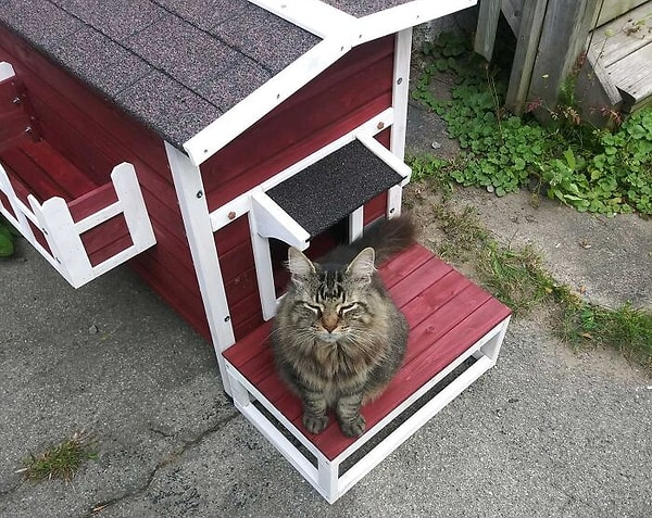 5. «Моя жена начала кормить бездомную кошку, но у меня аллергия, поэтому мы не могли взять ее в дом. Вместо этого я построил ей домик — он утеплен и обогревается электричеством»