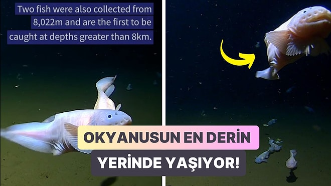 Japonya'da Okyanusun En Derin Noktasında Yaşayan Balık İlk Kez Görüntülendi