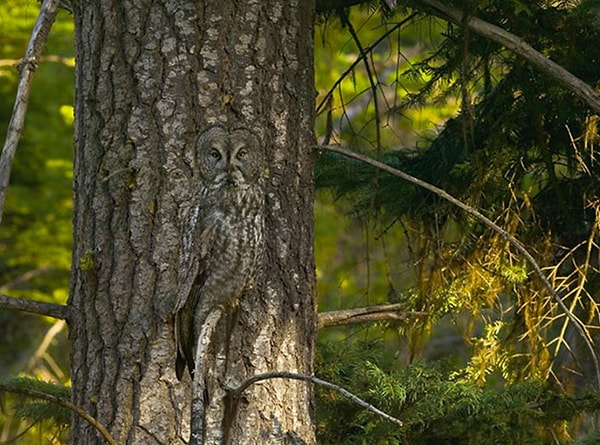 4. Не вглядывайтесь долго? Что заметили первым?