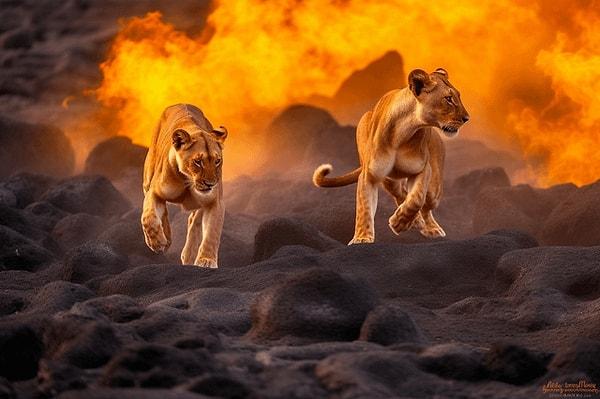 3. Nadir görülen lava aslanları. 👀