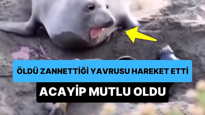 Öldü Zannettiği Yavrusu Hareket Edince Acayip Mutlu Olan Deniz Aslanı