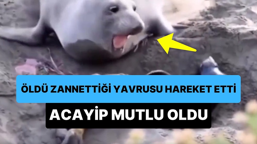 Öldü Zannettiği Yavrusu Hareket Edince Acayip Mutlu Olan Deniz Aslanı