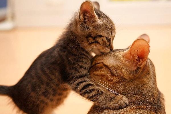 Rüyada Anne Kedi ve Yavru Kedi Görmek