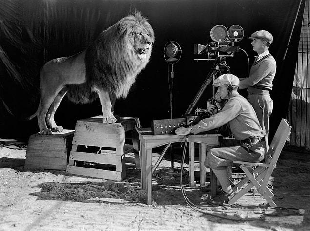 4. Efsanevi Hollywood film stüdyosu MGM prodüksiyon logosunun çekiminde Aslan Leo. (1928)
