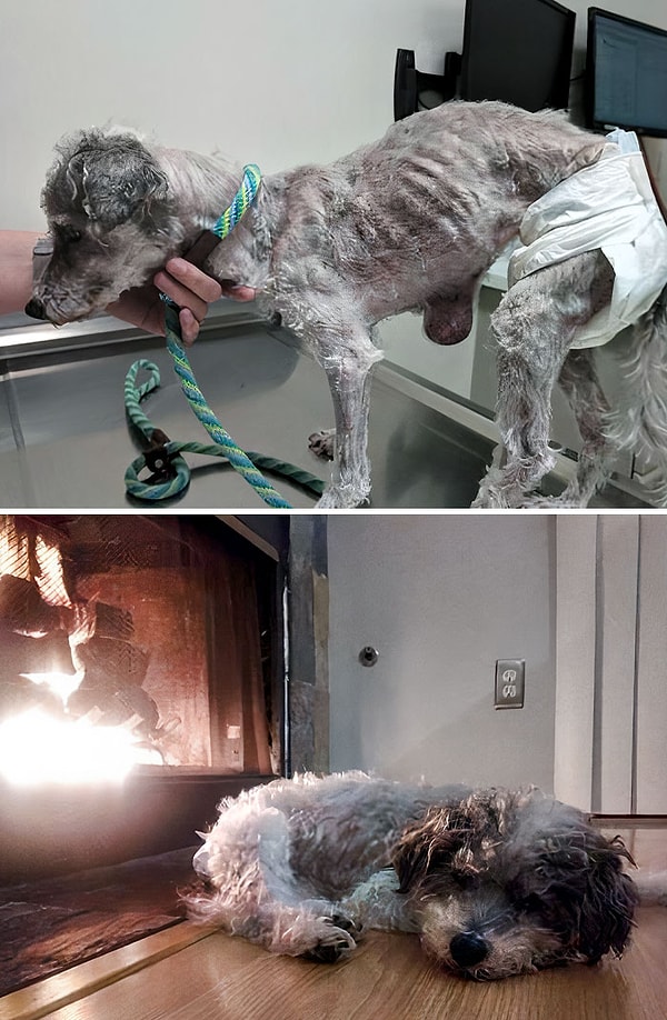 6. «Это моя милая девочка Куини. Мы спасли ее в 16 лет, а в 17 она ушла на радугу. Покойся с миром, малышка Кью»