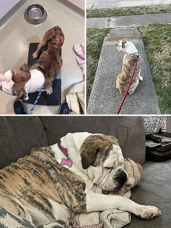 20. «Мы с женой увидели пост о том, что ей и ее щенкам нужна передержка»