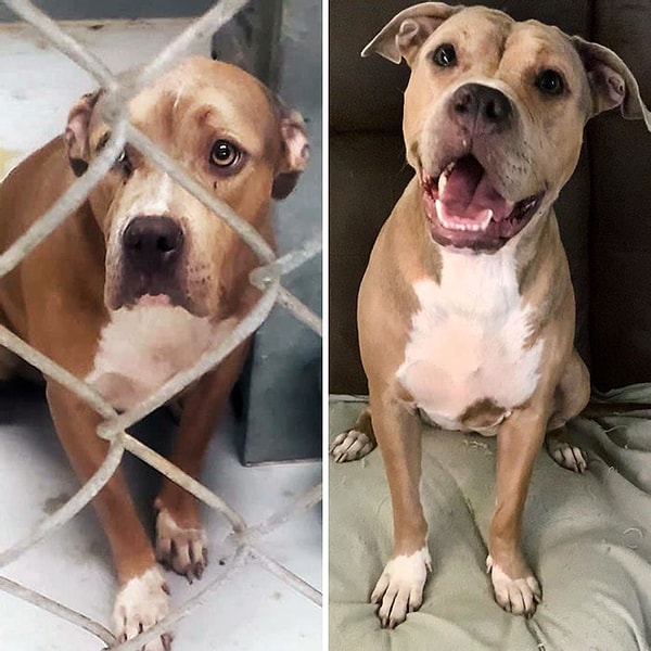 24. «Я спас эту милую девчушку перед эвтаназией. Я не собирался заводить ее, потому что все еще оплакивал свою собаку, но не мог перестать думать о ней»