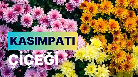Kasımpatı: Hüznün Temsilcisi, Yaşam Alanınızı Eşsiz Bir Atmosfere Dönüştüren Kasımpatı Çiçeği