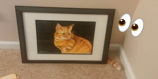 Спорим, вы не сможете найти мимикрирующих домашних животных на этих фото?