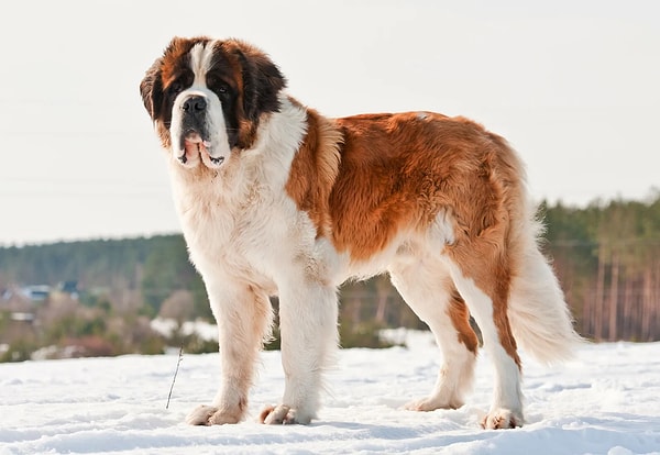 10. Saint Bernard