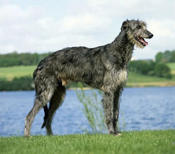 11. Scottish Deerhound