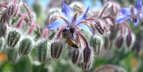 5. Bitkiler, polenleri kendilerine çekmek için türlü türlü oyunlar oynuyor.