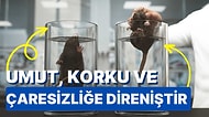 Bilimsel Hayat Dersi: Umut Etmenin Gücü Hakkında Bizlere Çok Şey Öğreten "Hope" Deneyi