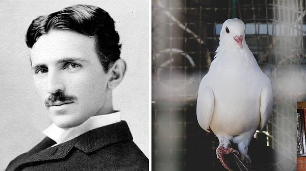 8. Nikola Tesla hiç evlenmedi ama beslediği beyaz güvercine aşık olduğu söyleniyor. Hatta o ölünce "Onu bir erkek bir kadını nasıl severse öyle seviyordum..." diyerek kederini paylaşmış.