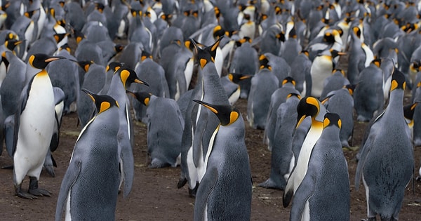 Tüm penguenler hemen hemen aynı görünüyor.  Kimin kim olduğunu nasıl anlayacaksınız?