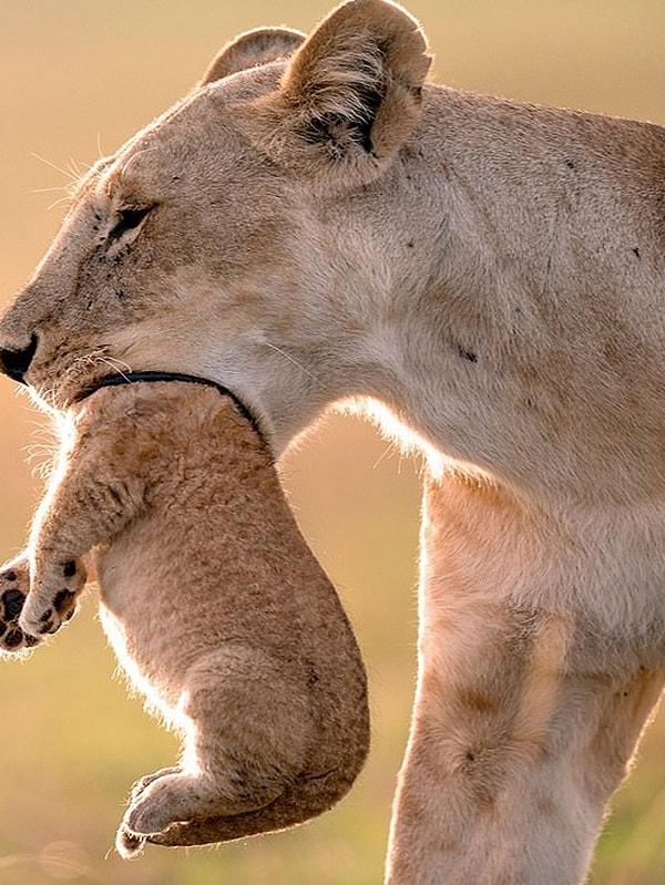 11. Yavrusunu taşıyan dişi bir aslan: