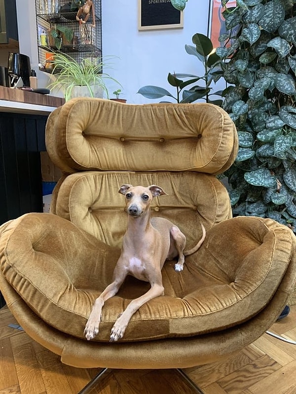 11. «Это роскошное кресло уже оценила моя собака».