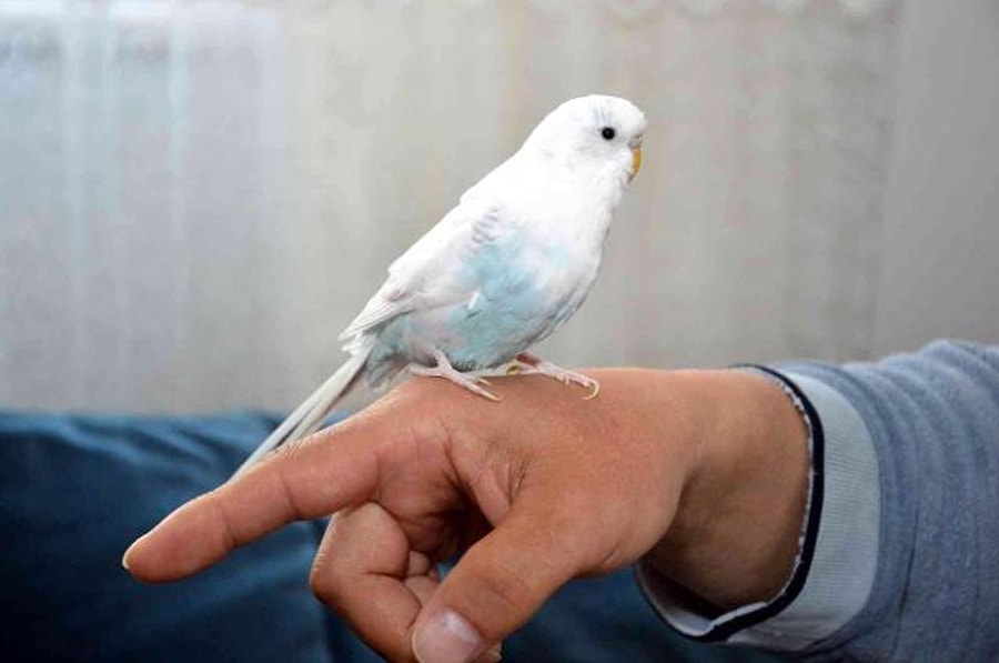 Rüyada Muhabbet Kuşu Görmek: O Sizin Saf Sevginizi Hak Ediyor mu?