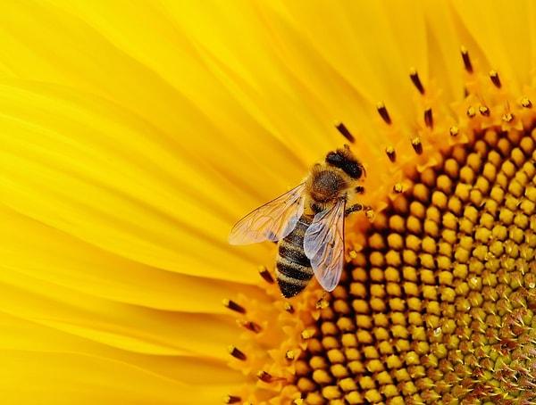 Binlerce arı türünün kendine özgü uçuş şekilleri ve çiçek tercihleri vardır ve birçoğu çiçeklerle birlikte evrimleşmiştir.