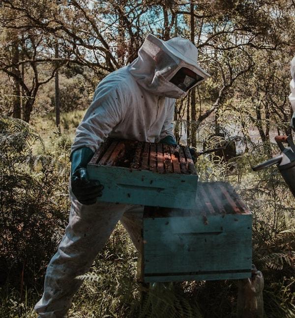 Bilinen bal arısı, kovanların aniden yetişkin üyelerini kaybettiği koloni çöküş bozukluğundan büyük zarar görmüştür.