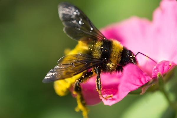 Diğer bitkiler çeşitli tozlaştırıcıları kullanabilir, ancak birçoğu en başarılı şekilde arılar tarafından tozlaştırılır.
