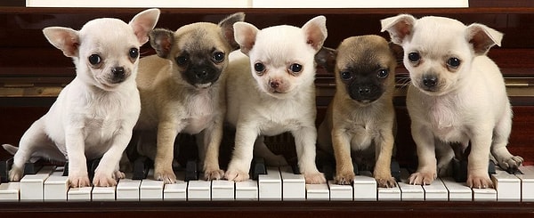 9. Самый милый чихуахуа?