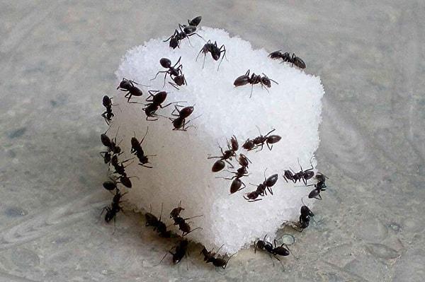 Rüyada Karınca Görmek: Refah ve Zenginlik İçinde Uzun Bir Ömür Sizi