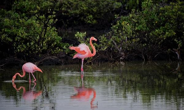 Flamingoların parlak pembe rengi, flamingoların sulak ortamlarında yedikleri algler, tuzlu su sineği larvaları ve tuzlu su karideslerinde yüksek miktarda bulunan kırmızı-turuncu bir pigment olan beta-karotenden gelir.