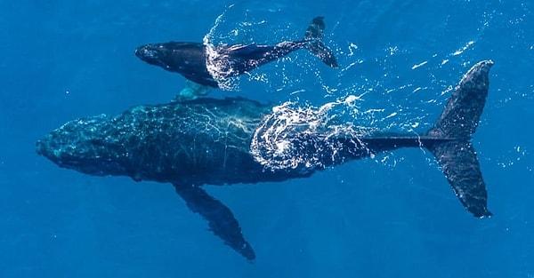 13. Yeni doğmuş bir mavi balina, ömrünün ilk senesinde her gün yaklaşık 90 kilo alır!