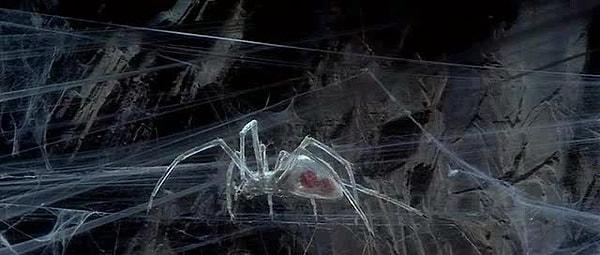 3. Tüm örümcek ağları yapışkan değildir. Birçok örümcek, ağlarının sadece belirli kısımlarında yapışkan olan ağlar örer. Diğer alanlar, örümceğin ağda hareket etmesini kolaylaştırmak için yapışkan olmayacak şekilde örülmüştür.