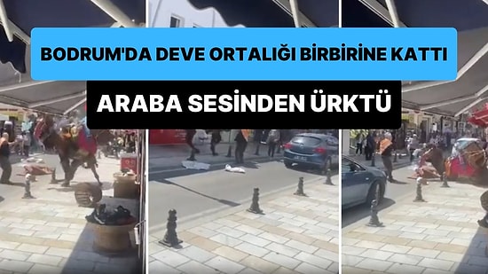 Bodrum'da Yoldan Geçen Arabadan Korkan Deve Ortalığı Birbirine Kattı