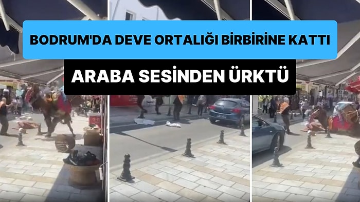 Bodrum'da Yoldan Geçen Arabadan Korkan Deve Ortalığı Birbirine Kattı