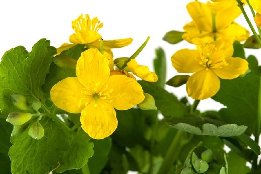 Kırlangıç otu nedir, faydaları nelerdir? - Onedio