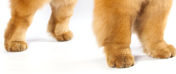 6. А эту породу узнали?