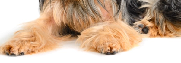 4. А это чьи лапки?